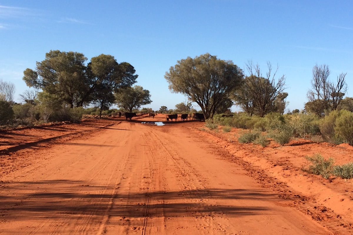 landscape-tree-nature-road-field-prairie-hill-desert-adventure-highway-animal-asphalt-travel-dirt-road-remote-wildlife-wild-environment-bush-cow-cattle-red-scenic-natural-brown-soil-fauna-plain-au