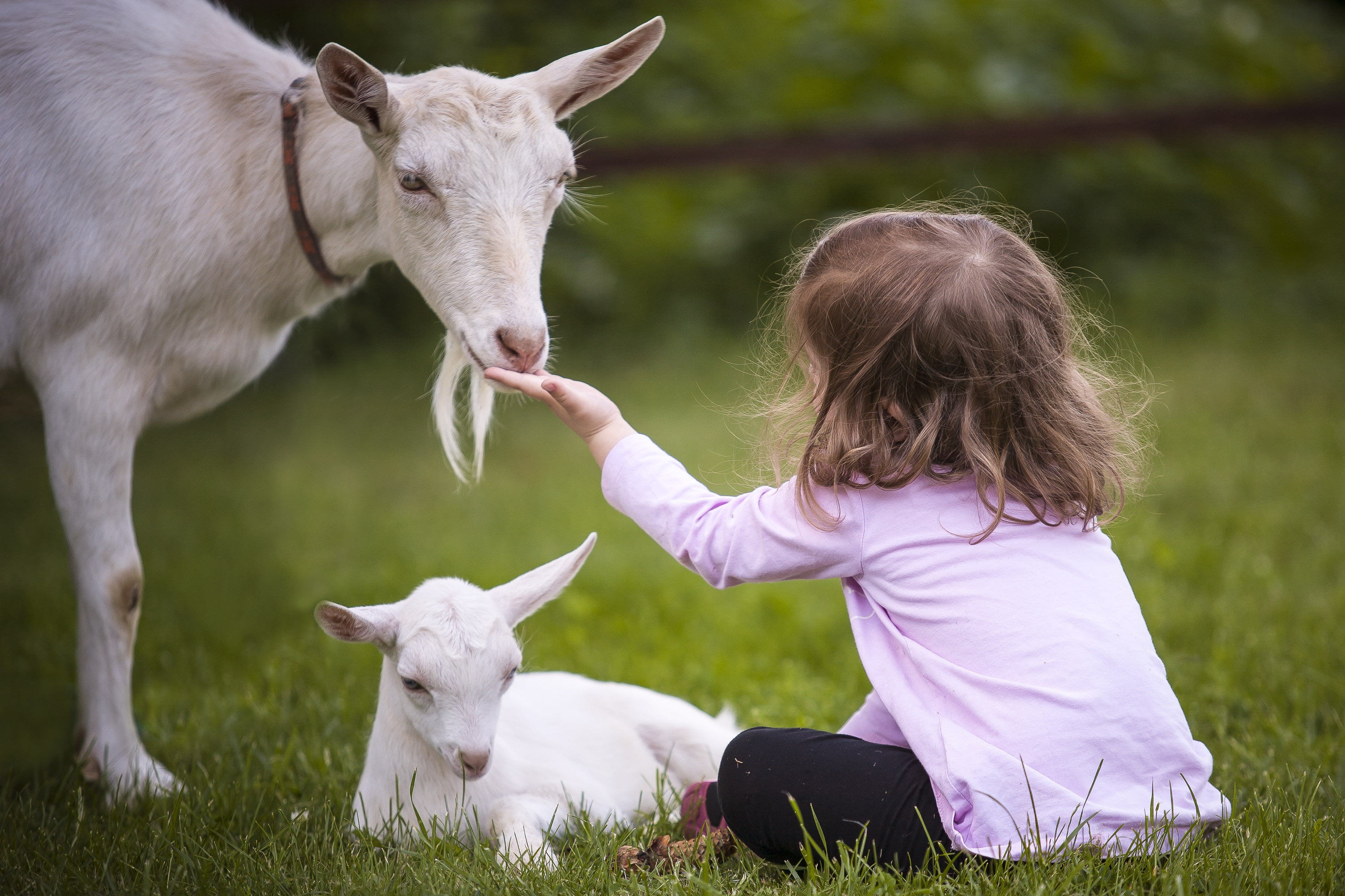 Young-Girl-Goats