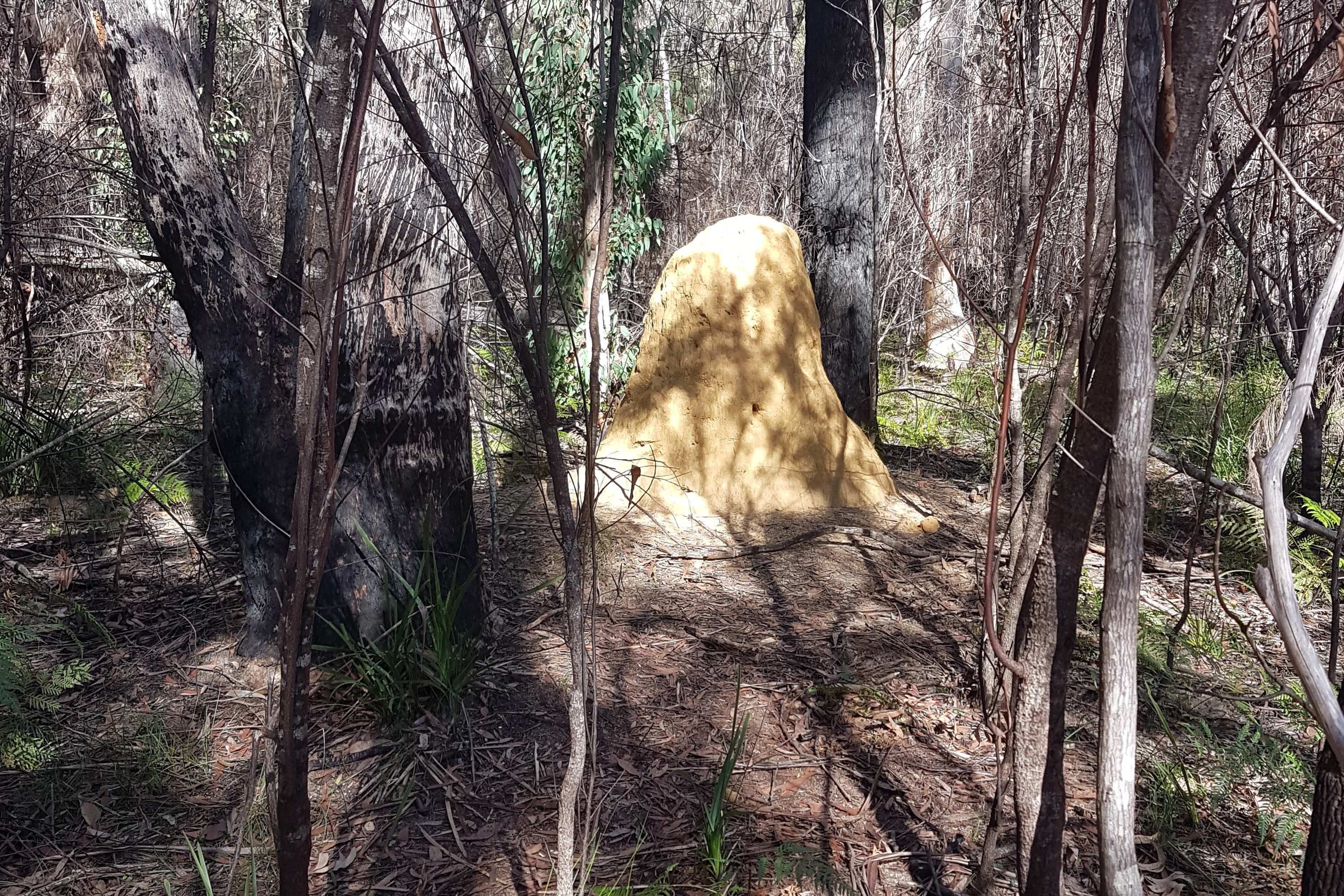 Bulcamatta Falls Termite mound