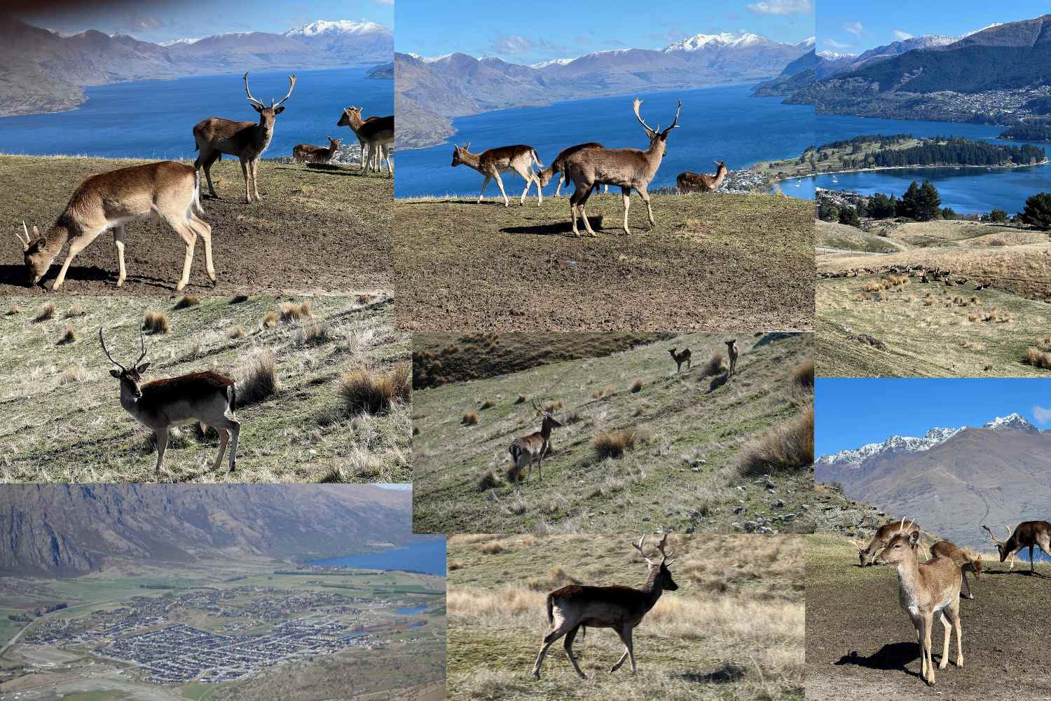 Deer Park Queenstown NZ